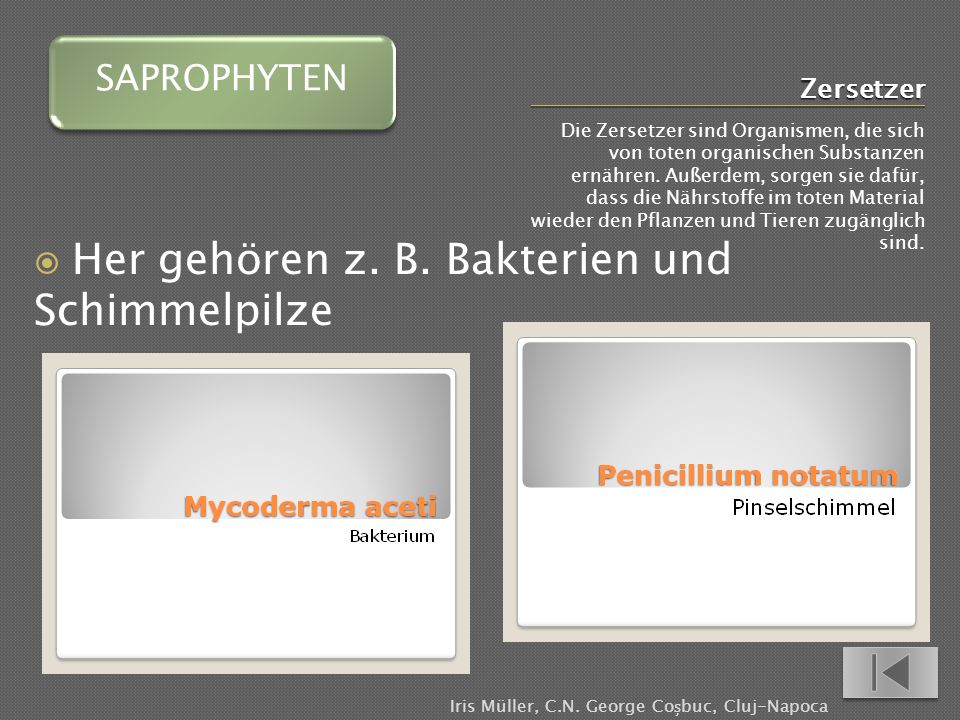 Die Merkmale der Parasiten im Organismus des Kätzchens
